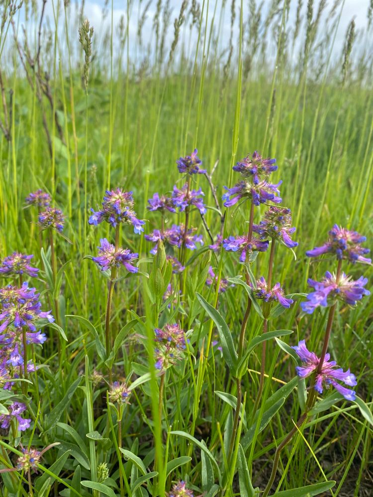 Slender beardtongue at the Northeast Swale