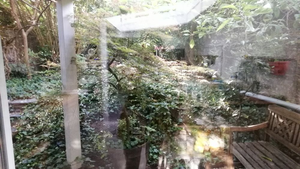 Jardinet arboré derrière baie vitrée. 