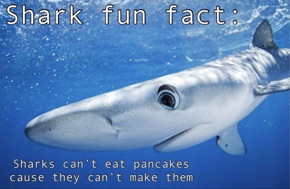 Picture of a close up blue shark with captions that say “Shark fun fact: Sharks can’t eat pancakes cause they can’t make them”