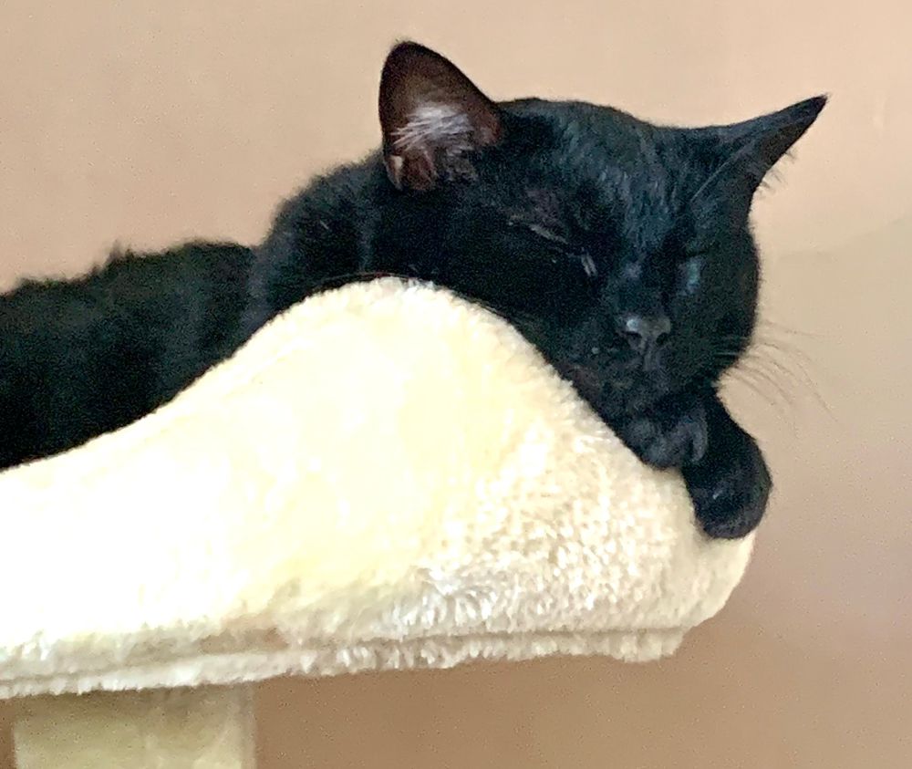 A black cat sleeping and looking cute atop a cat perch.