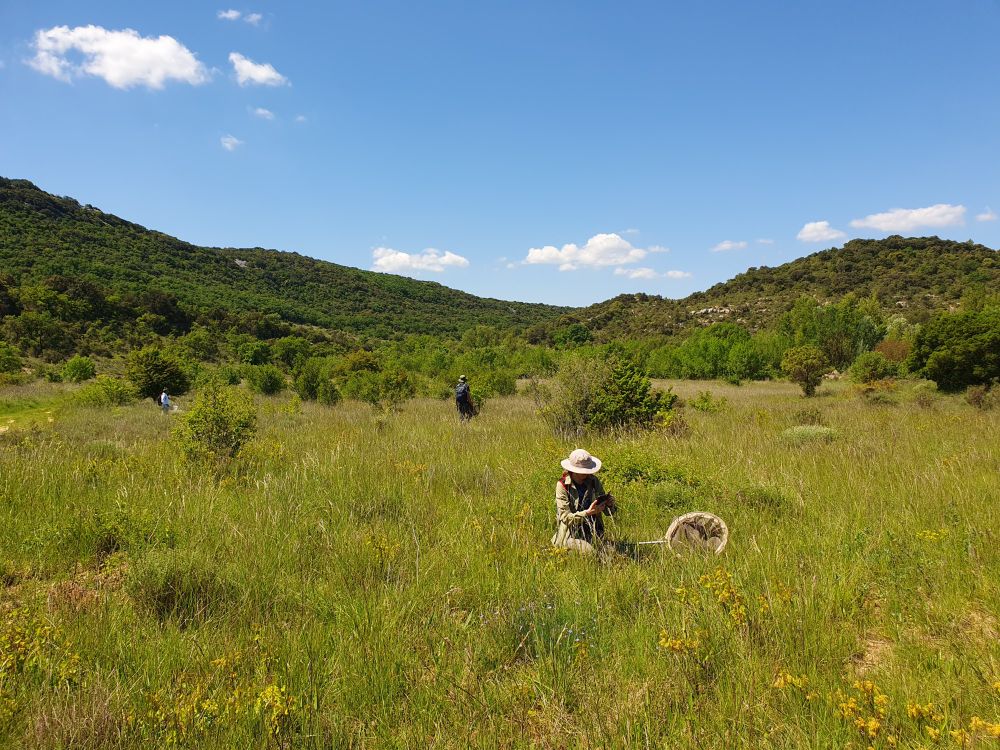 Two researchers look for butterflies in a prairie during the field excursion to Pic Saint-Loup organised within the Montpellier Population Genomics Workshop