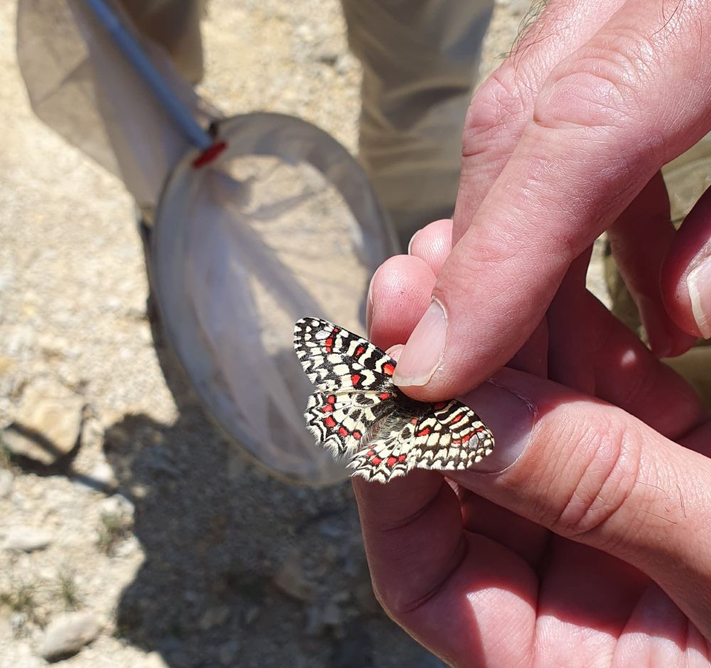 A Spanish festoon butterfly (Zerynthia rumina) found during the excursion to Pic Saint-Loup!