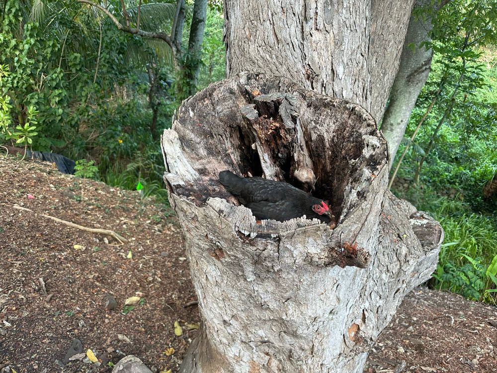 a black chicken sitting in a hollowed out tree limb