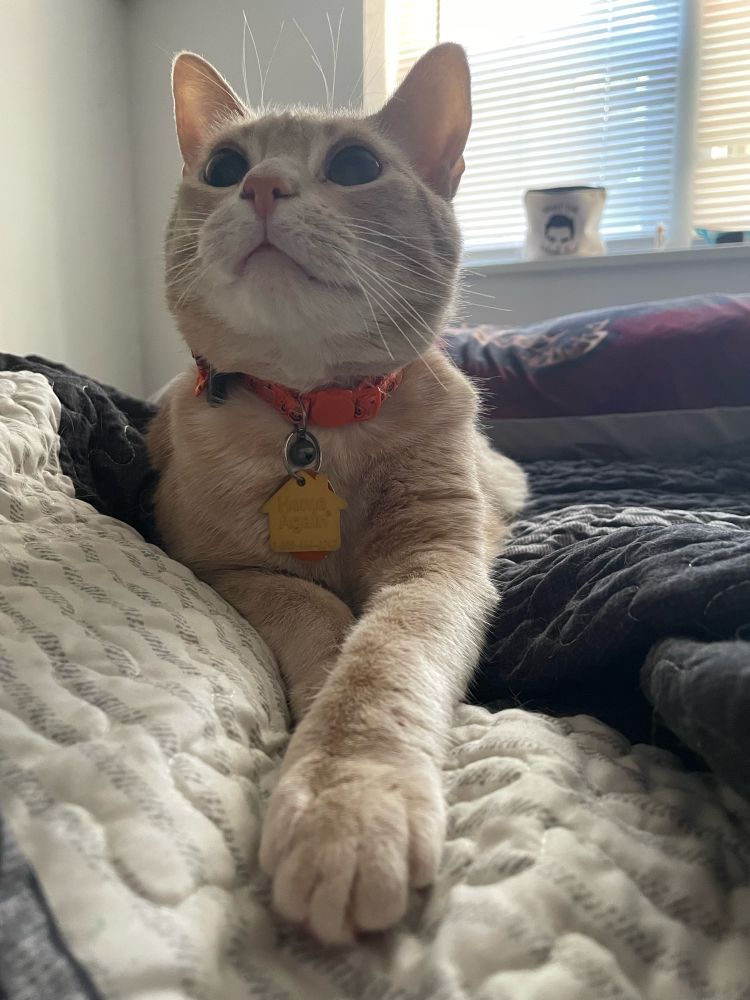 an orange cat with a jack-o-lantern collar laying on a bed with his front paws crossed in a fancy manner