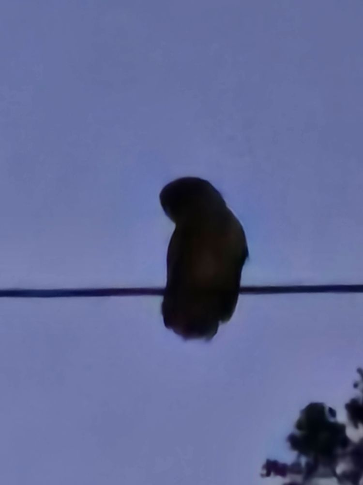 A grainy photo of an owl on a phone line