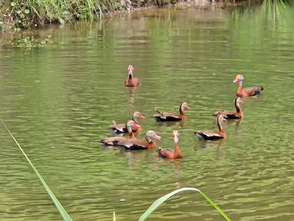 A group of ducks swimming together 