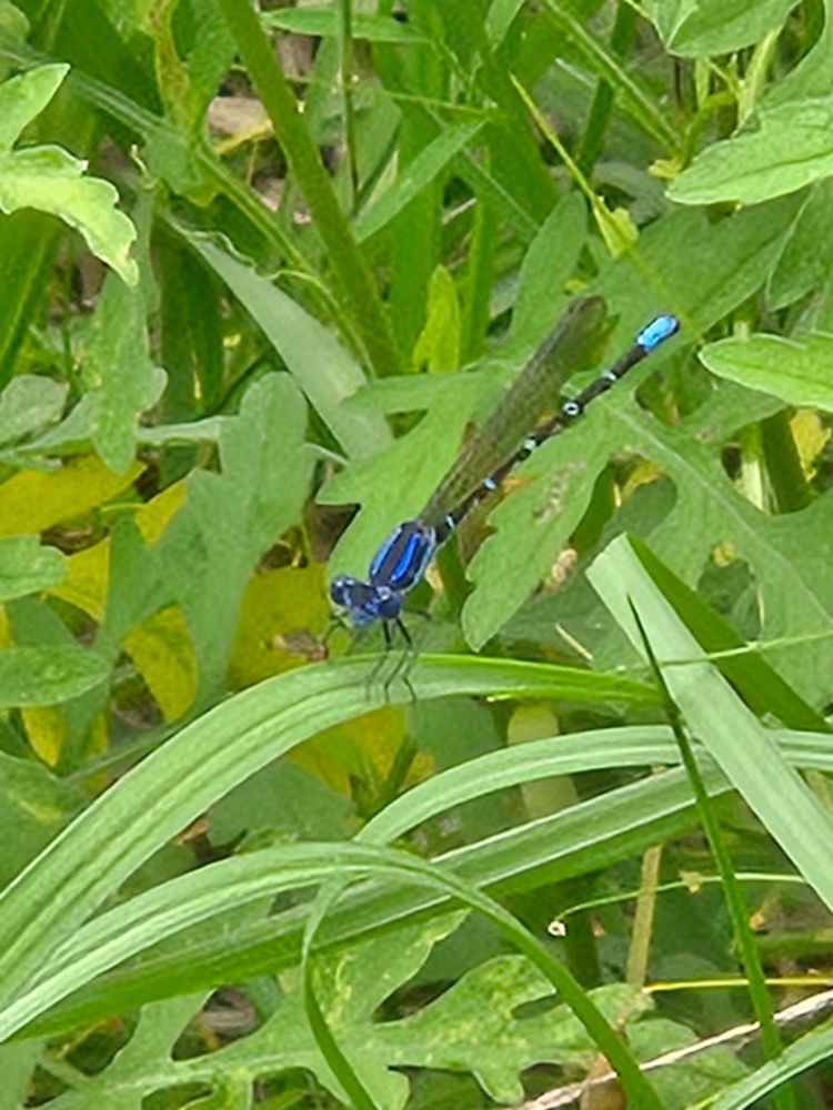 A slender, blue winged insect perches on a blade of grass.