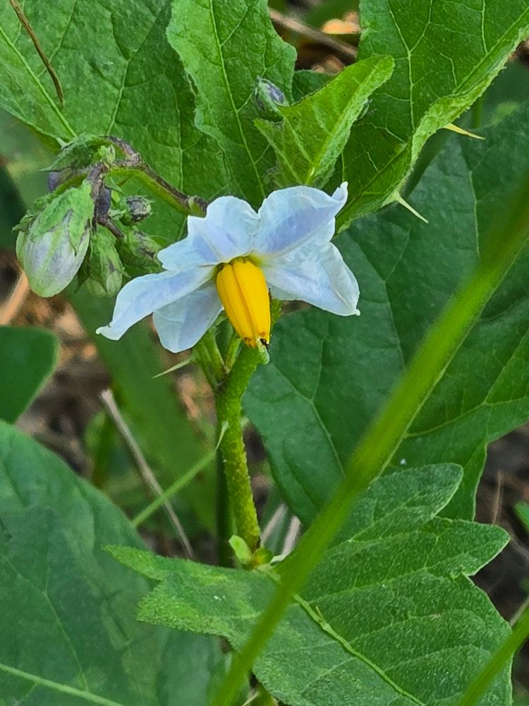 A white flower with a yellow stamen
