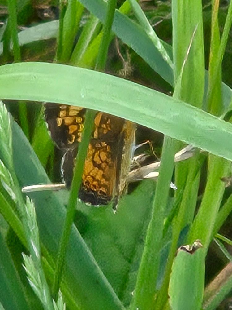 A blurry photo of an orange and black butterfly partially obscured by grass
