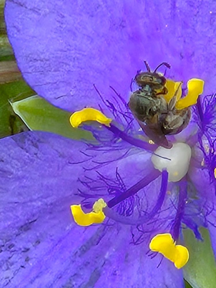 A small bee rests on a yellow stamen