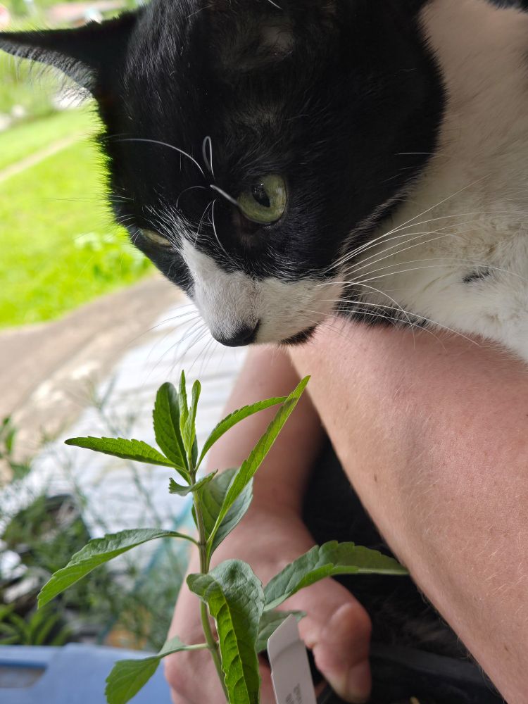 A tuxedo cat sniffs at a potter plant