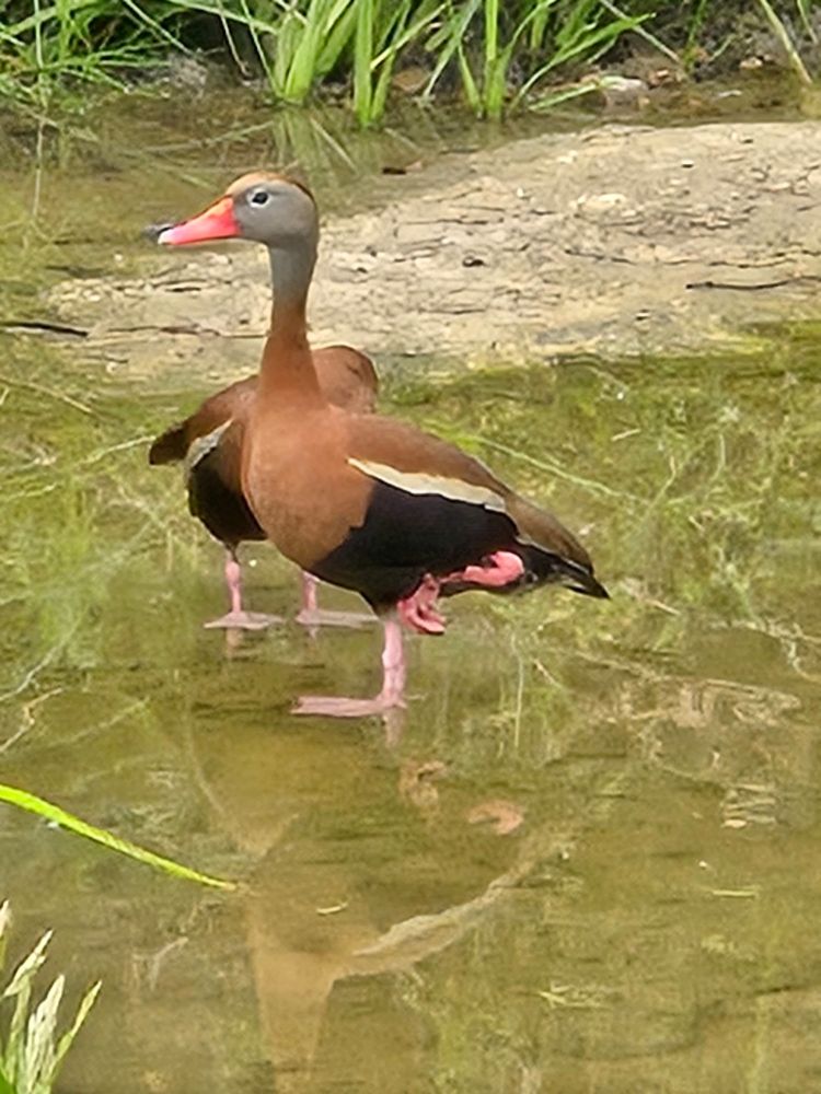 A duck stands on one leg