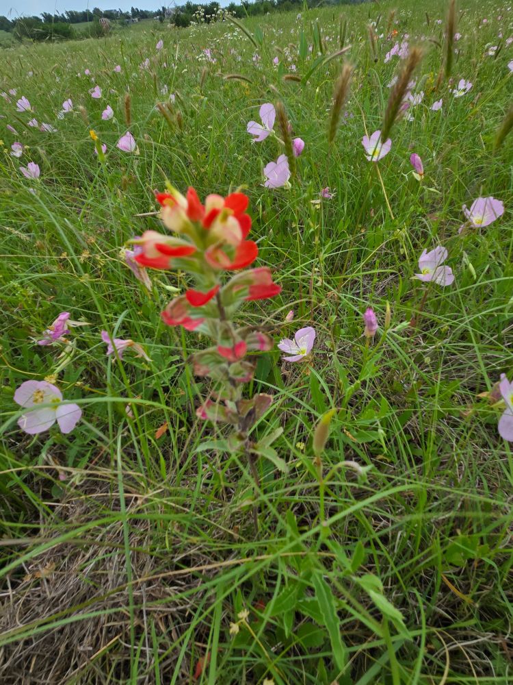 A red flower