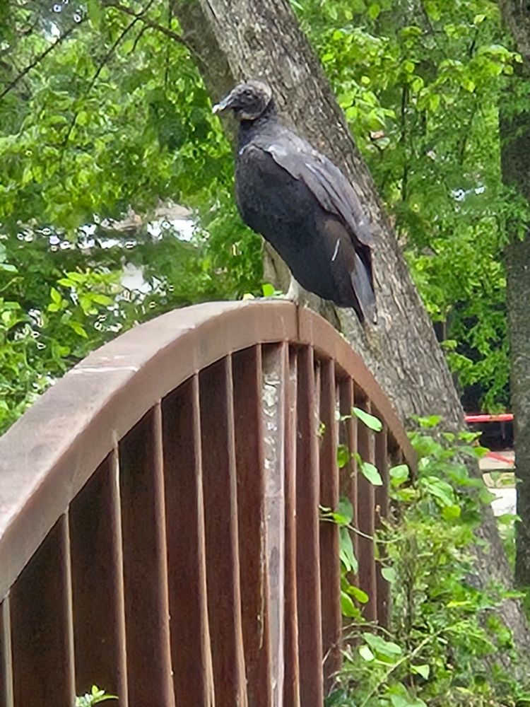 A black Vulture stands on a railing