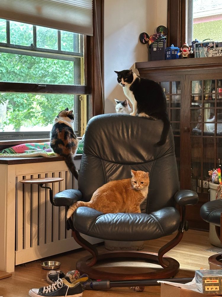 Four cats stand by a window, a calico on the ledge, a fat orange boy on a chair, a young black cat on the top of the chair, and a young white cat behind.