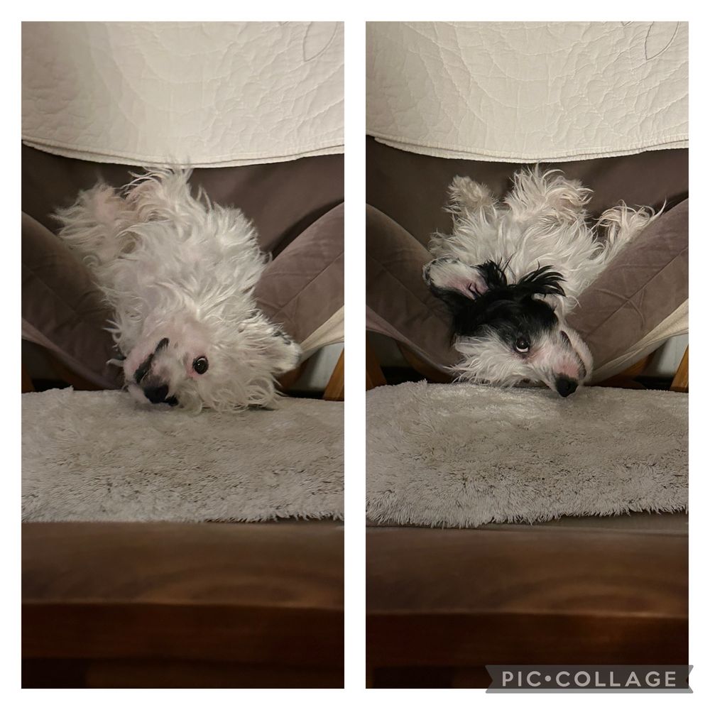 Small white dog with a black patch on his ear lying upside down in his bed looking at the camera