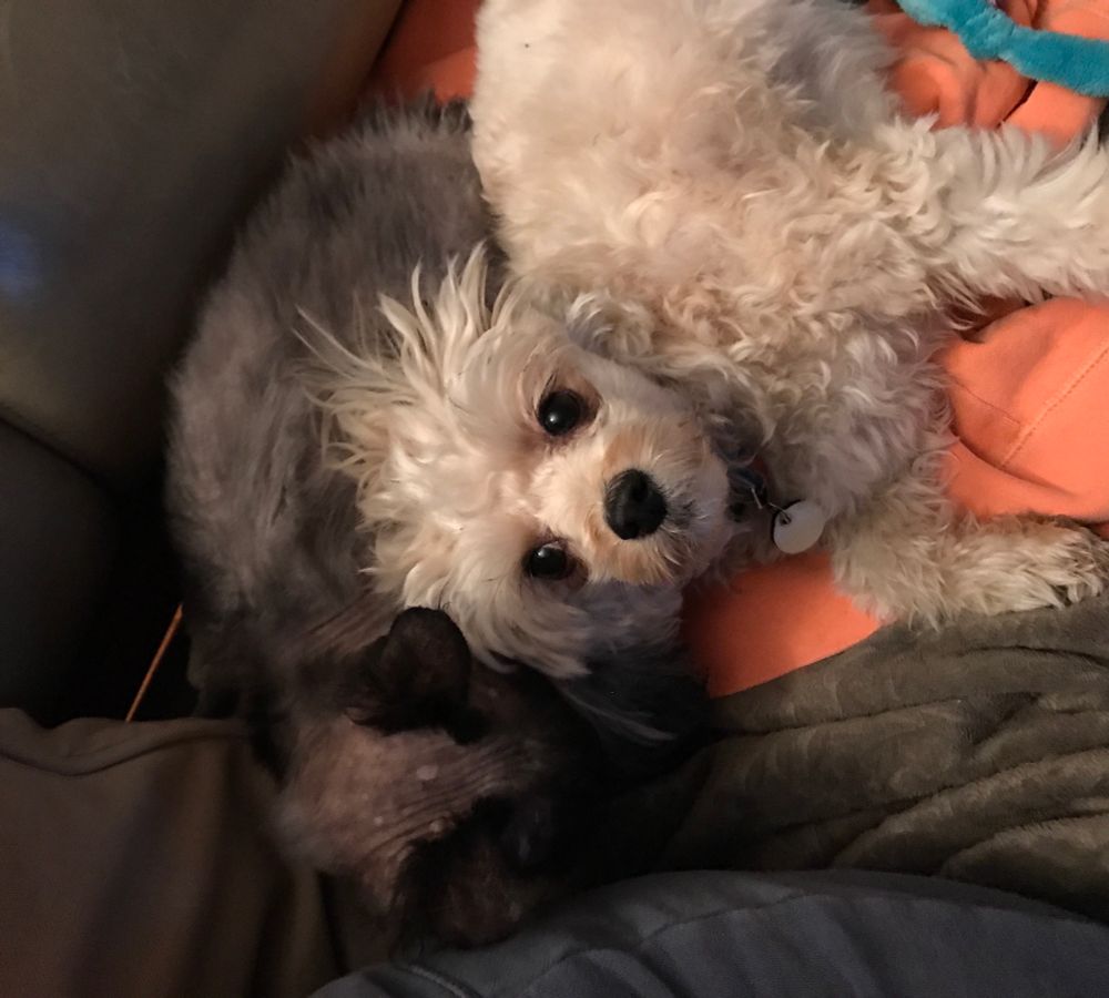 Small fluffy tan dog looking up at camera from her bed