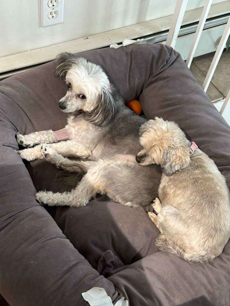 Two small furry dogs lying in a dog bed next to each other, on the left a gray and white dog and on the right a beige dog