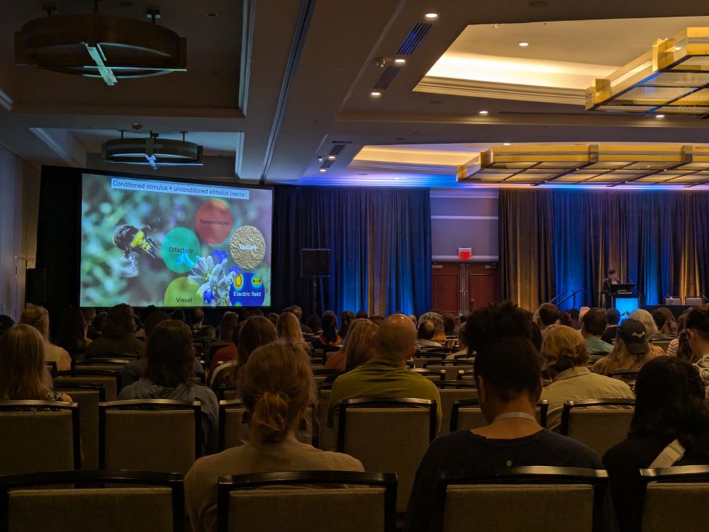 Felicity Muth stands up on the podium, talking to a large room of attendees. Slide has a photo of a bee visiting a flower, highlighting the cues they can use: visual, olfactory, temperature, texture, electric field.
