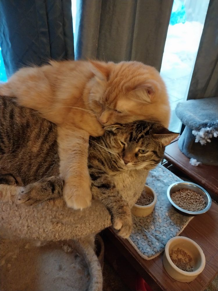 Orange cat laying on a smaller tabby