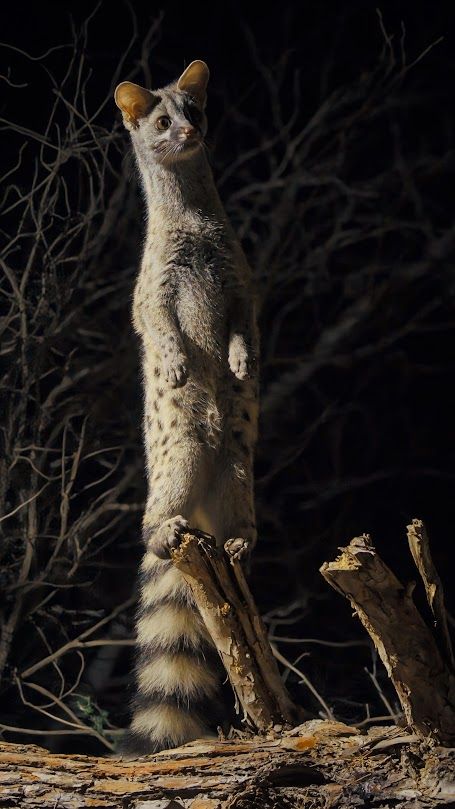 Una gineta (genetta genetta) en pie sobre sus patas traseras en el extremo de un tocón.