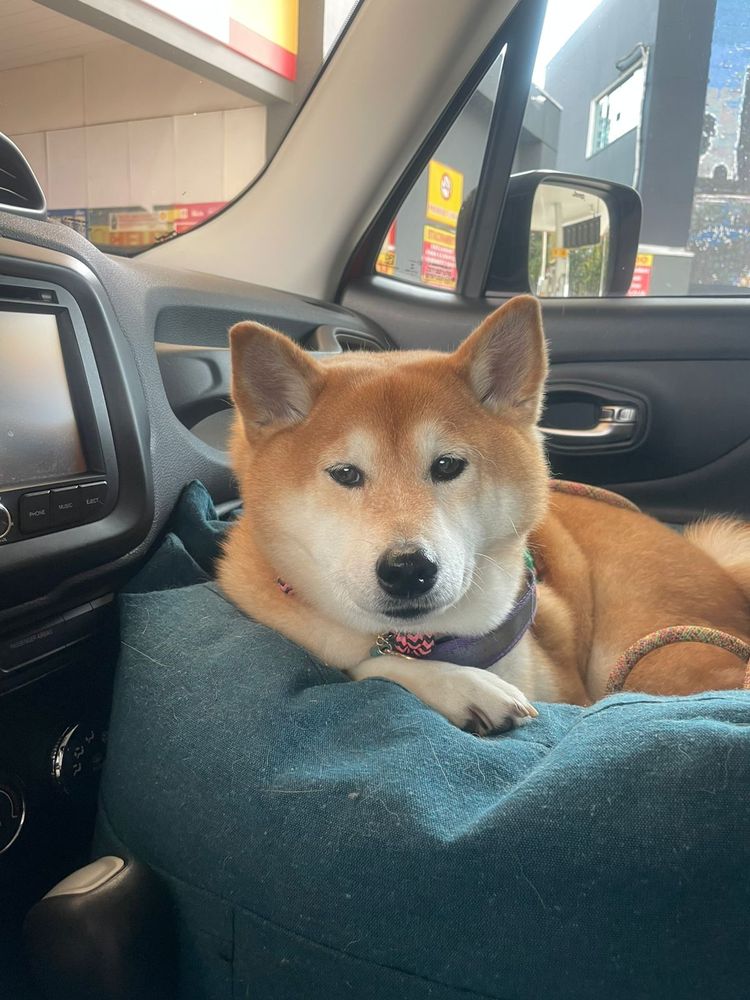 Minha cachorrinha Yuki deitada numa caminha no assento do carro, próximo ao rádio