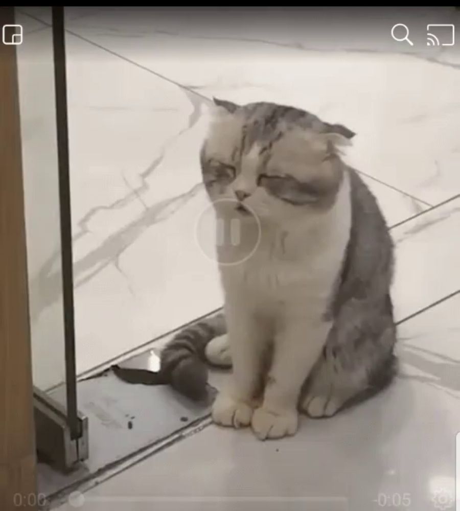 a cat is sitting on a tiled floor in front of a door with a pause button