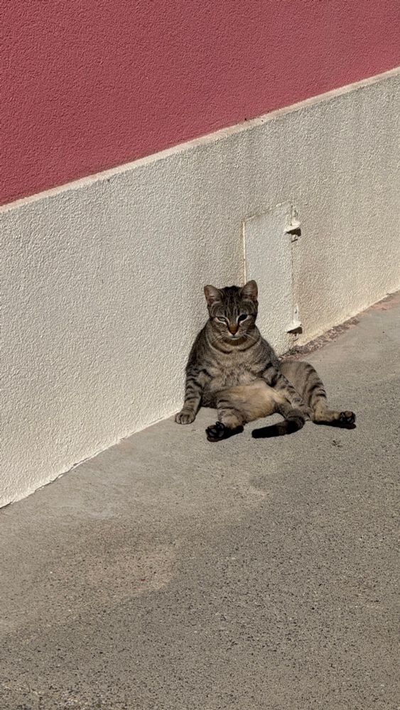 This image shows a tabby cat lounging in a very relaxed, almost human-like sitting position against a sunlit wall. The cat has one eye, giving it a distinctive, slightly tough expression, but it still looks calm and comfortable. Its front paws rest loosely on its belly while its back legs sprawl out to the sides. The warm light suggests it’s enjoying a sunny, peaceful moment on a quiet concrete walkway beside a pink-and-white textured wall.