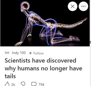 A screenshot of a news headline that reads: "scientists have discovered why humans no longer have tails"