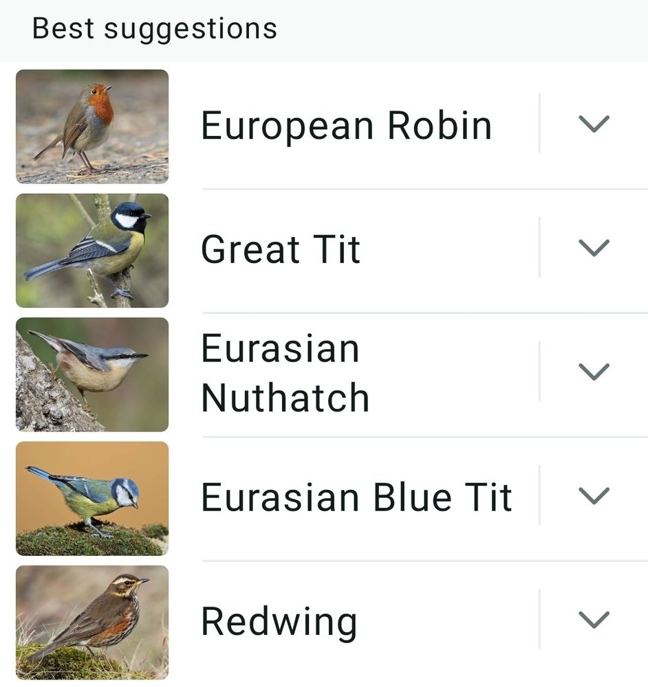 Screenshot from Merlin app showing Robin, great tit, nuthatch, blue tit and redwing
