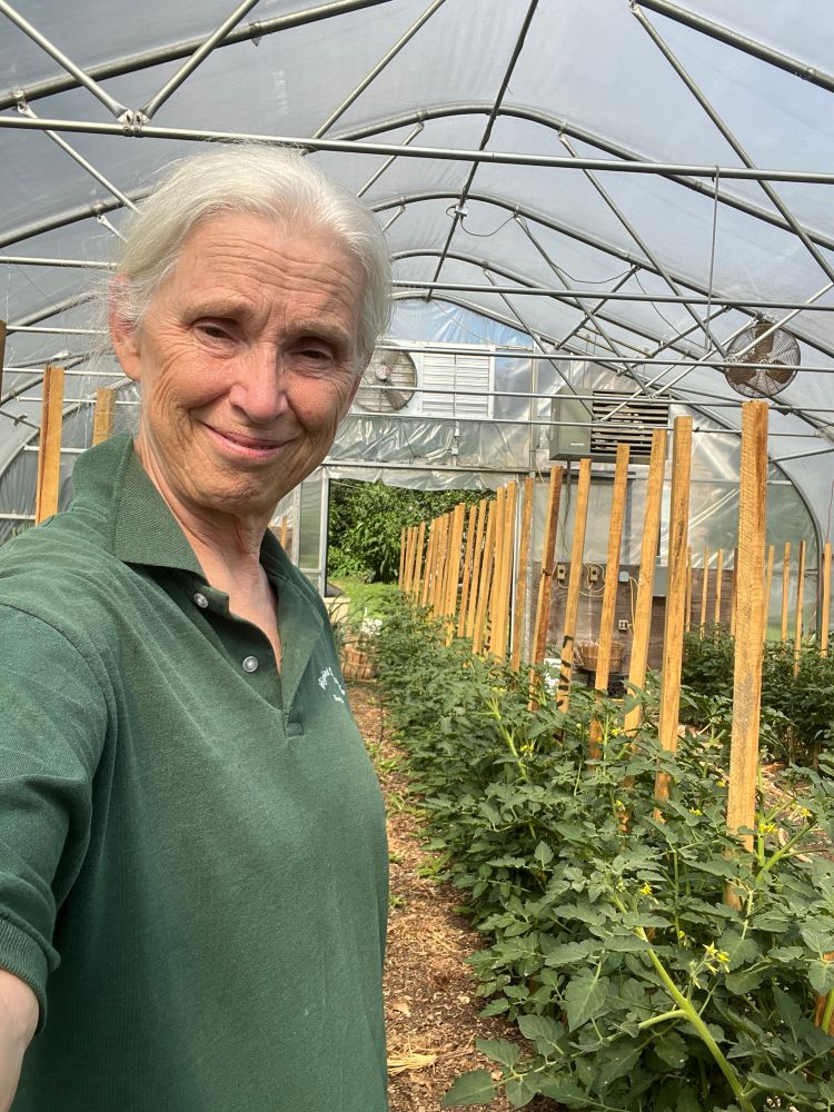 Farmer Ruth, one of those old hippies derided by Stephen Miller, standing in front of rows of vibrant green tomato plants. There are loads of blossoms plus tomatoes have started growing. Remember, we are the generation that brought down Nixon. Still growing and feeding our community, this farmer knows how important it is for ordinary people to speak up about the disregard for the constitution and laws that the 47 administration blatantly shows. Don’t forget the Epstein files. 