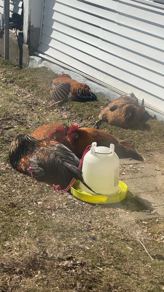 Chickens laying down for afternoon snooze and basking in the sun.