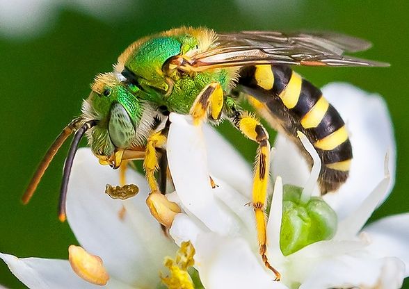 Small bee with metallic green head and black and yellow striped abdomen.
