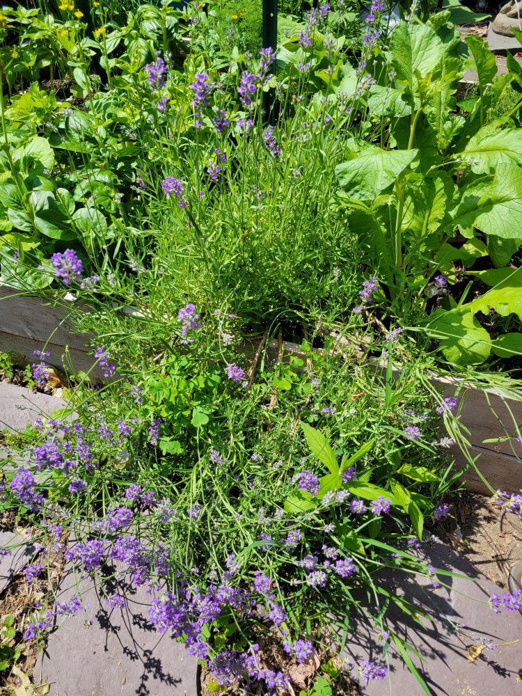 Flowering lavender bush spilling over raised bed garden. Radish greens and basil in background. 