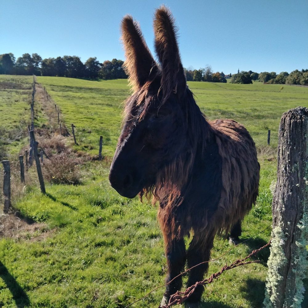 A mule(?) with a very shaggy coat.