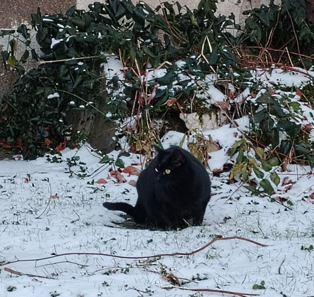 A black cat (Dora) sitting in the snow looking to the left of the shot.