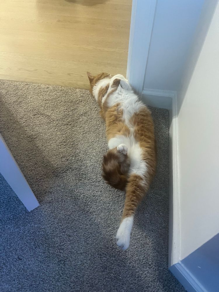 soweli Kika li... li nasa a lon supa