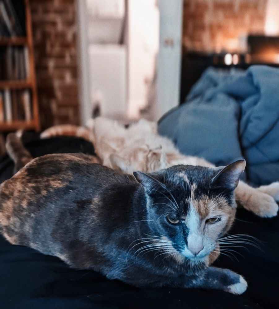 Two cats on a bed. 