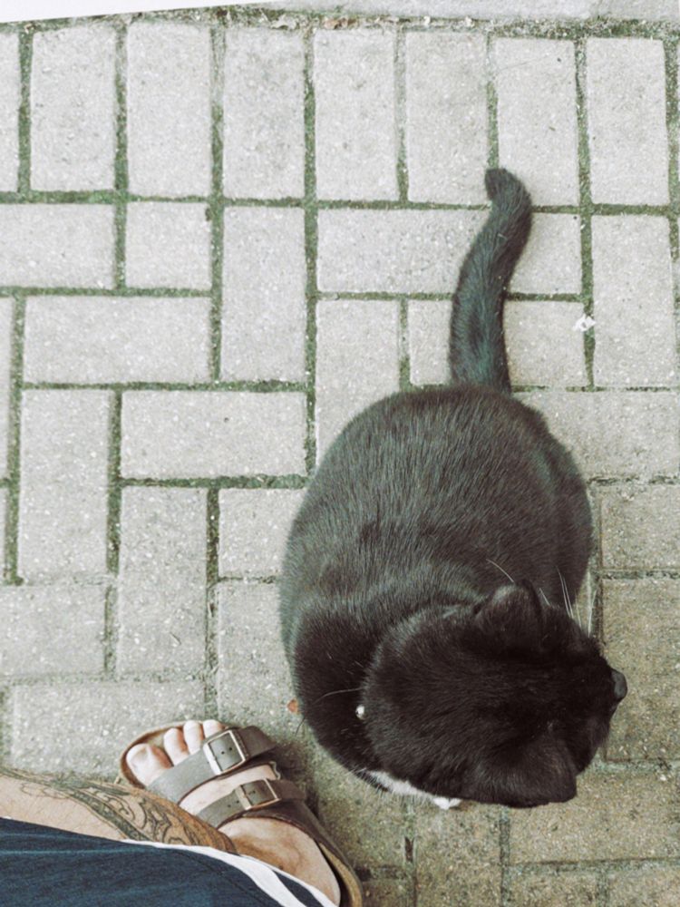 Friendly outdoor cat. 