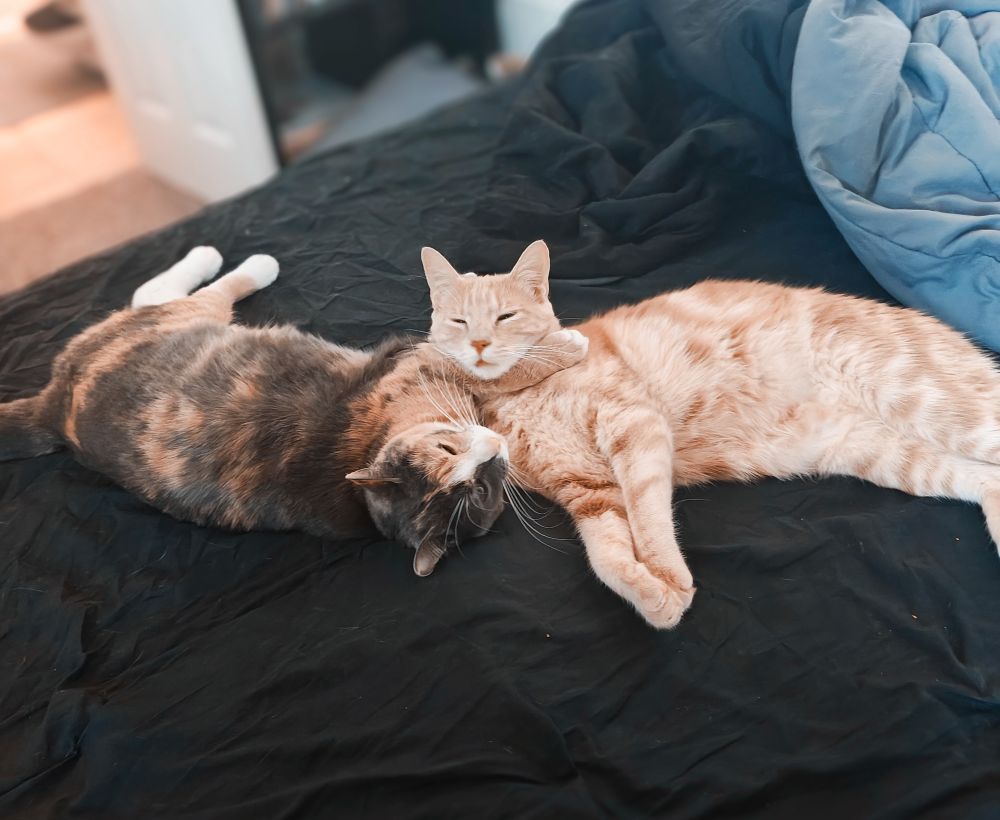 Two cats on a bed. 