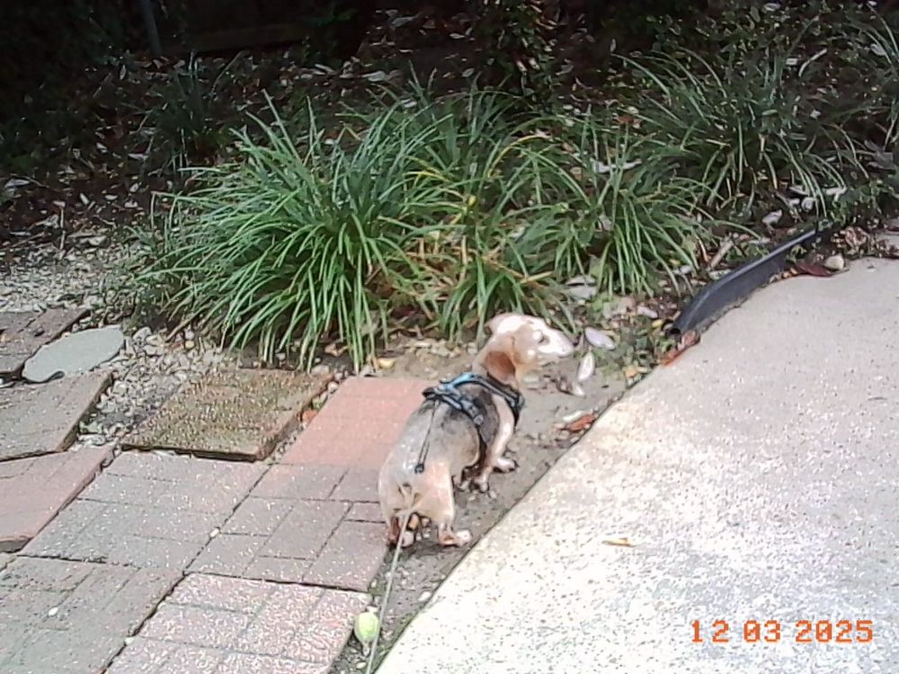 A senior Dachshund on a walk. 