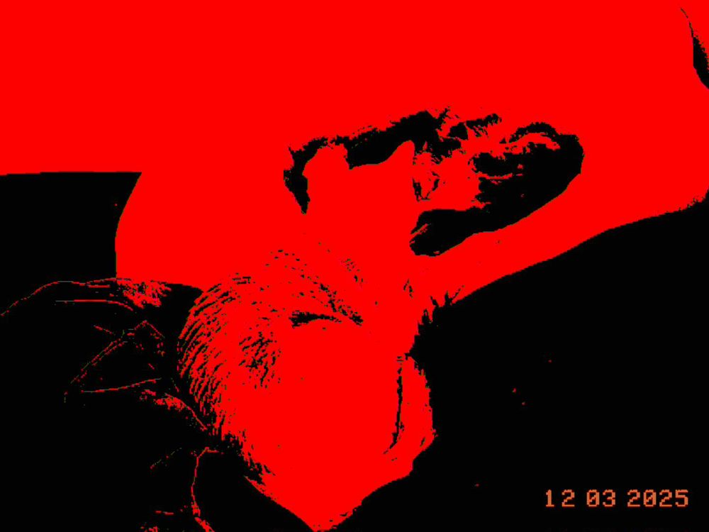 Photo of cats taken with a Kodak Charmera. 