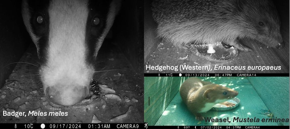 Close focus camera trapping (images: cs0911)