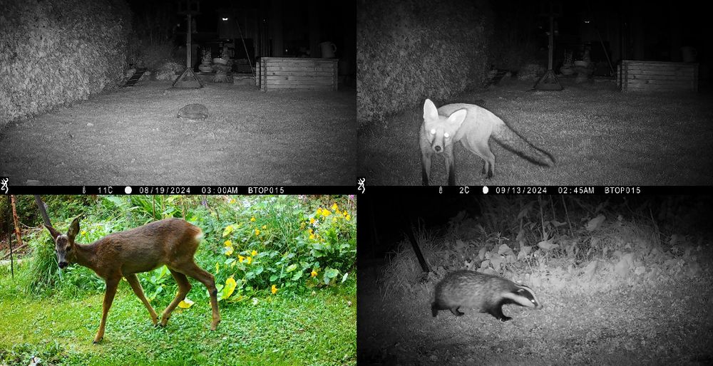 Garden wildlife captured by the BTO's Garden BirdWatch camera trapping project (images: kevshears and EXMorena)