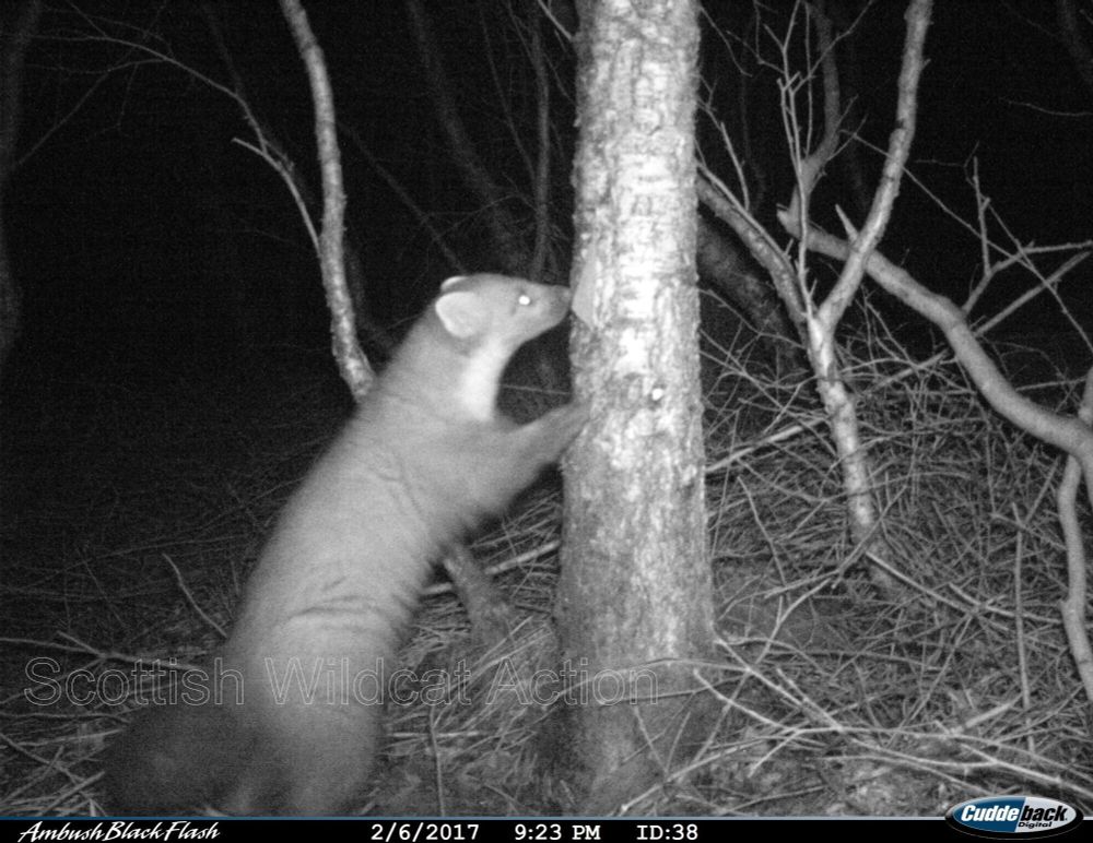 Pine marten (image: Scottish Wildcat Action)