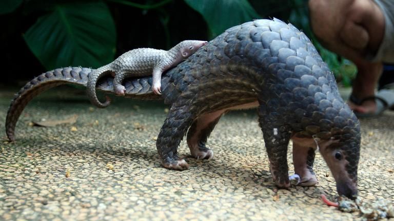 Ein Pangolin (Schuppentier). Auf seinem Schwanz ruht ein Baby-Pangolin.
