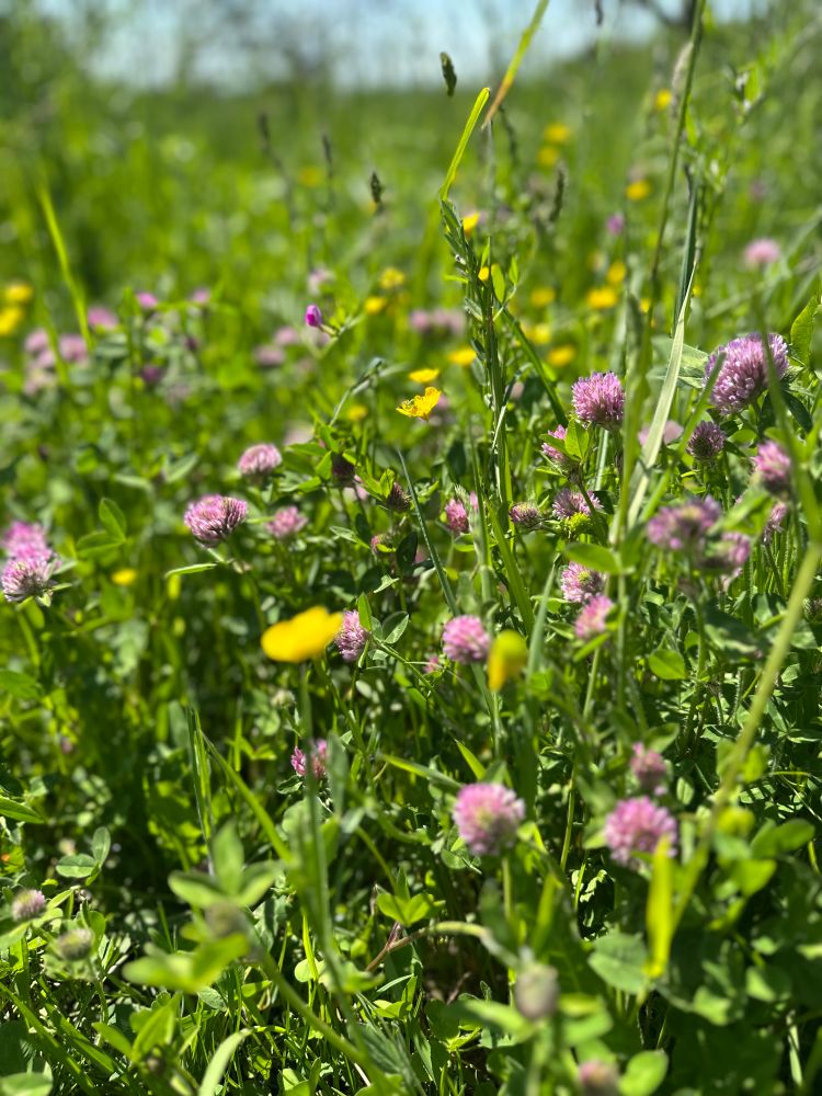 Blumenwiese mit rosa Klee und gelben Butterblumen.
