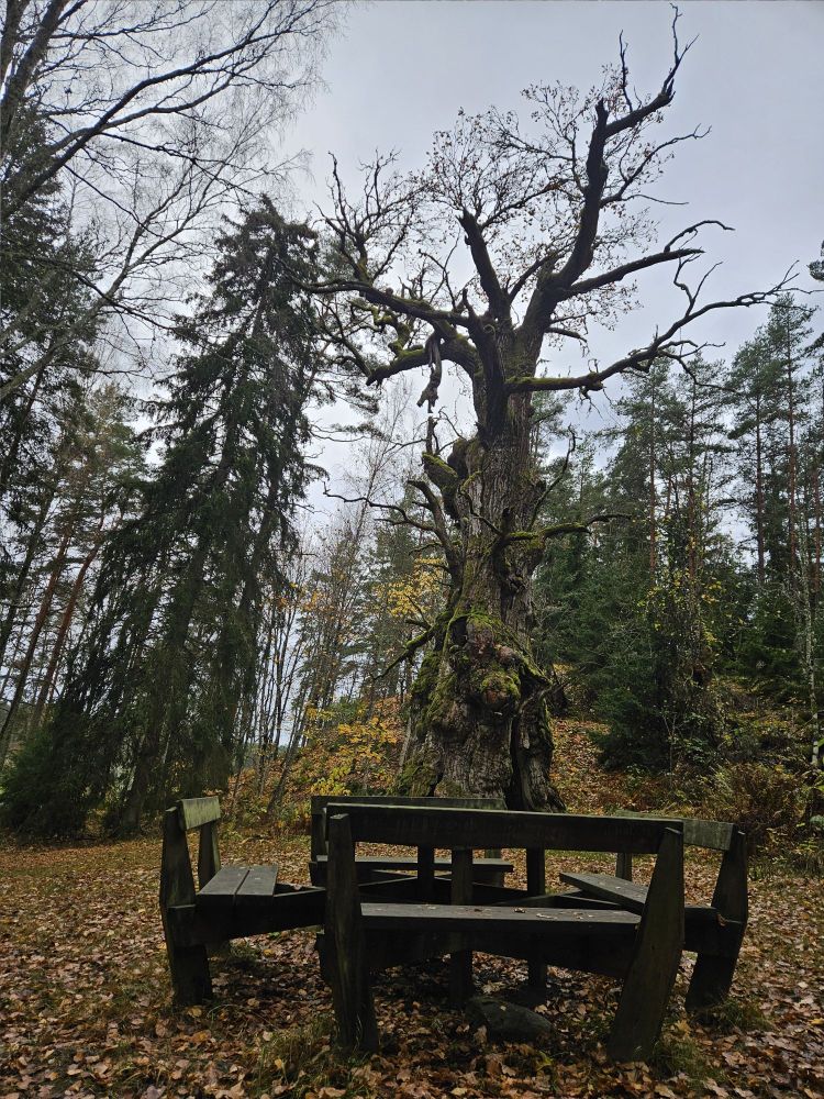 Hollow Tree