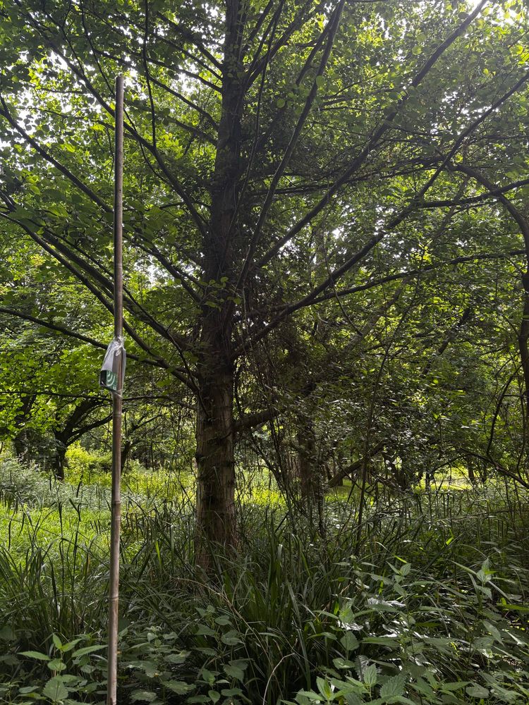 An audio moth stored on a bamboo pole in the middle of an area with small trees 