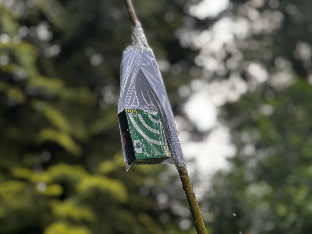 An audio moth in a small bag suspended outdoors on a bamboo pole. The device has been labeled as number 8